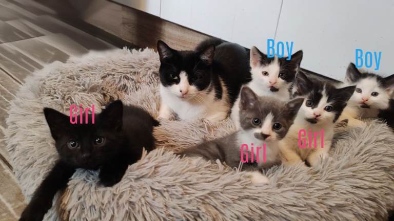 5 kittens 