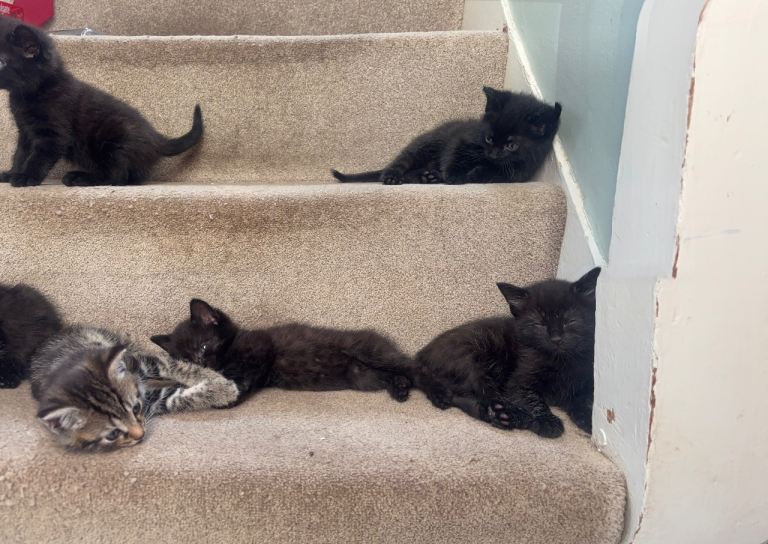 6 Beautiful, friendly kittens