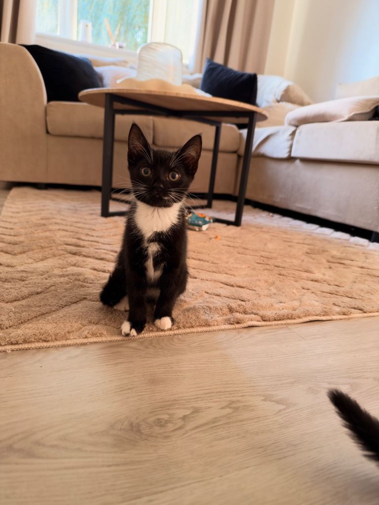 kittens 
