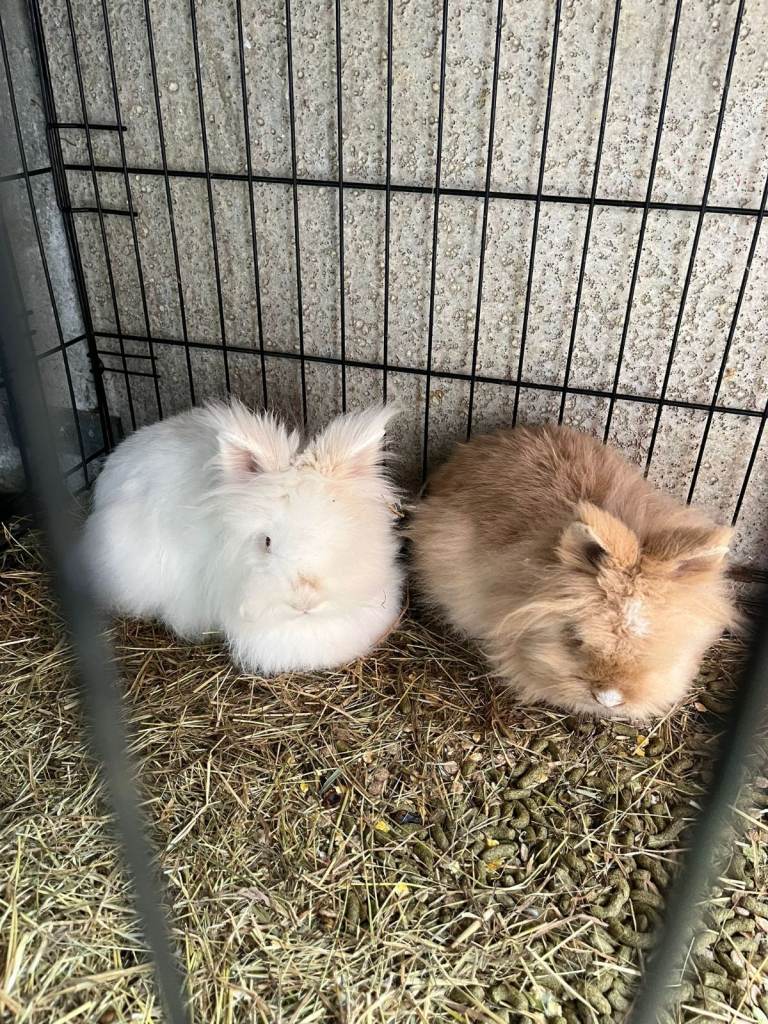 Family of rabbits for sale 