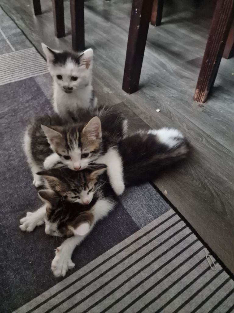 4 adorable kittens