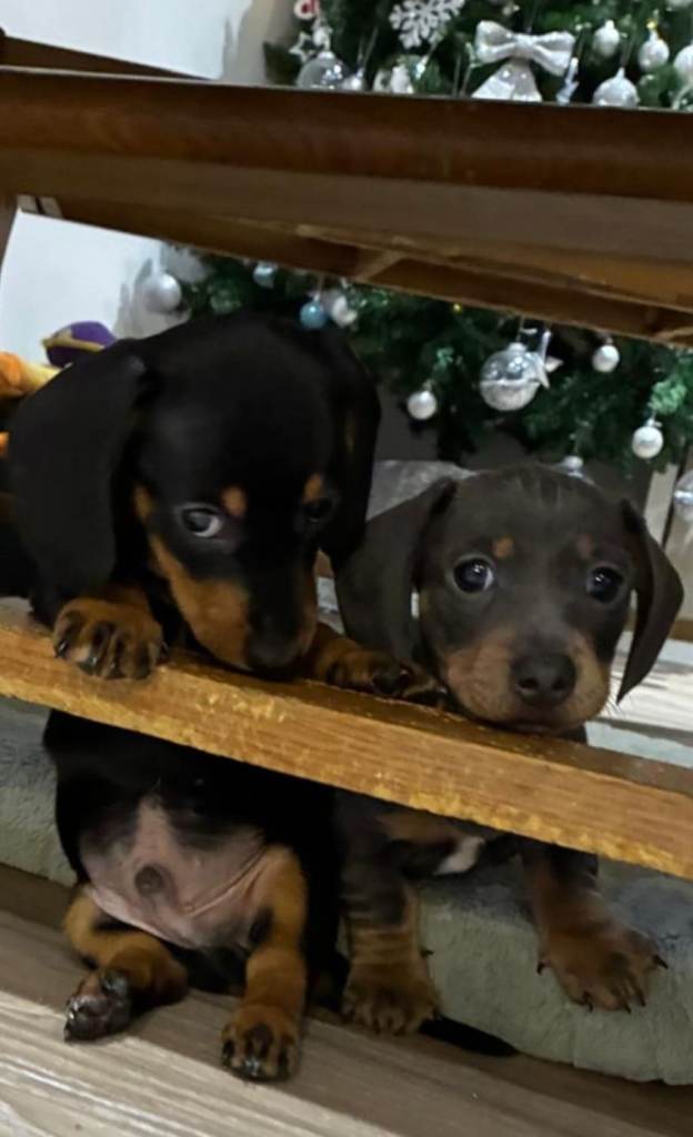 KC Miniature Dachshund