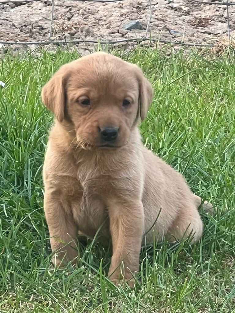 Fox red Labrador puppies 