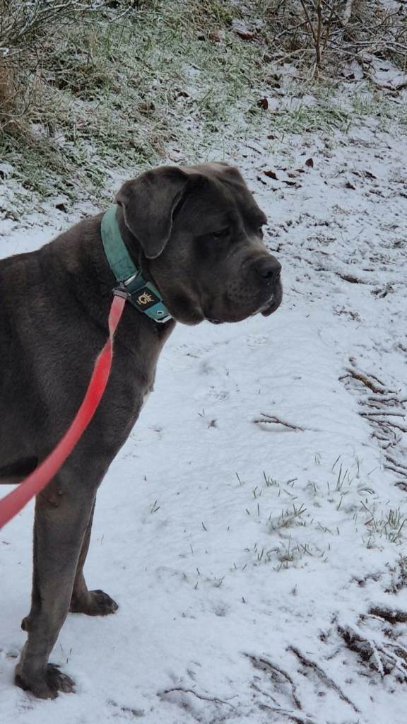 Cane corso female 