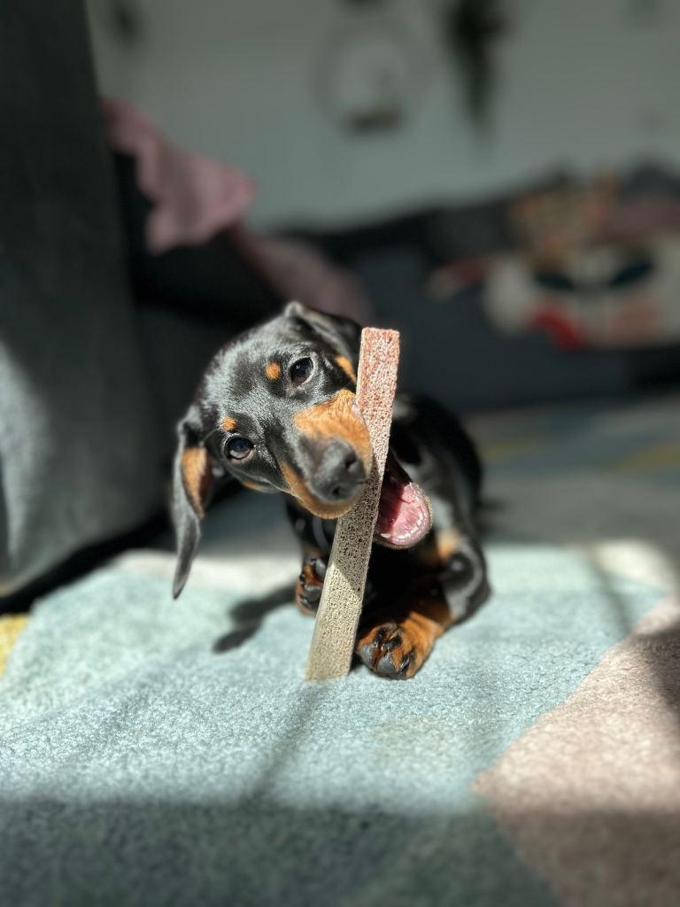 8 month female Mini Dachshund 