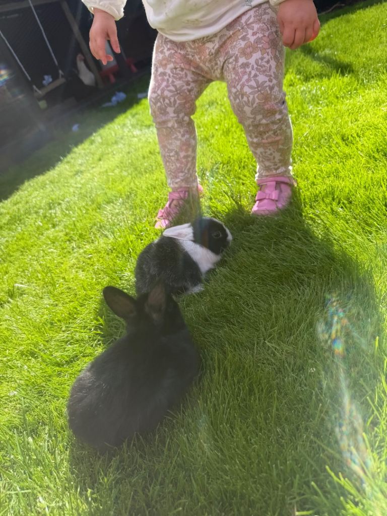 Netherland dwarf rabbits 