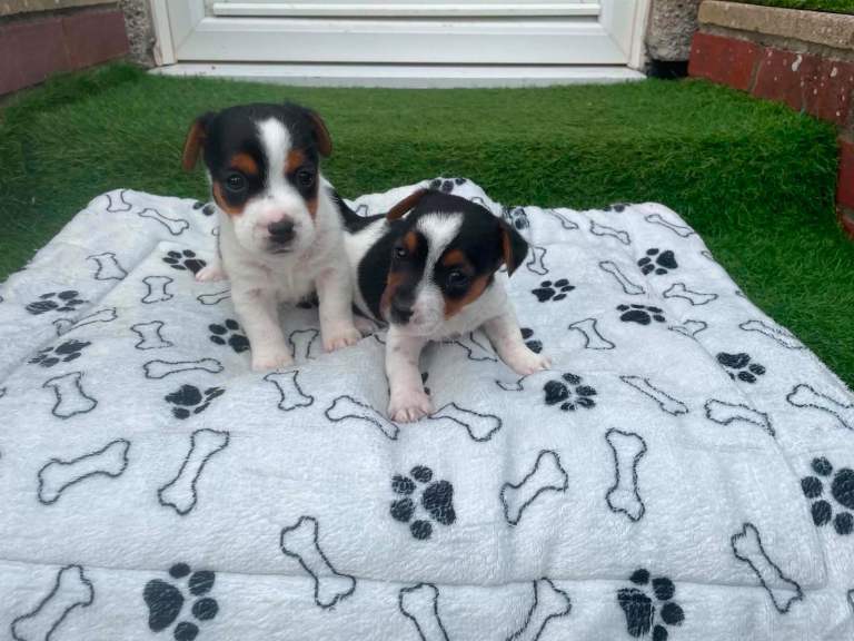 Jack Russell puppies