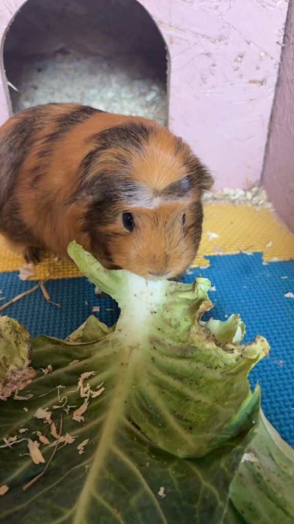 4 Female Guinea pigs 