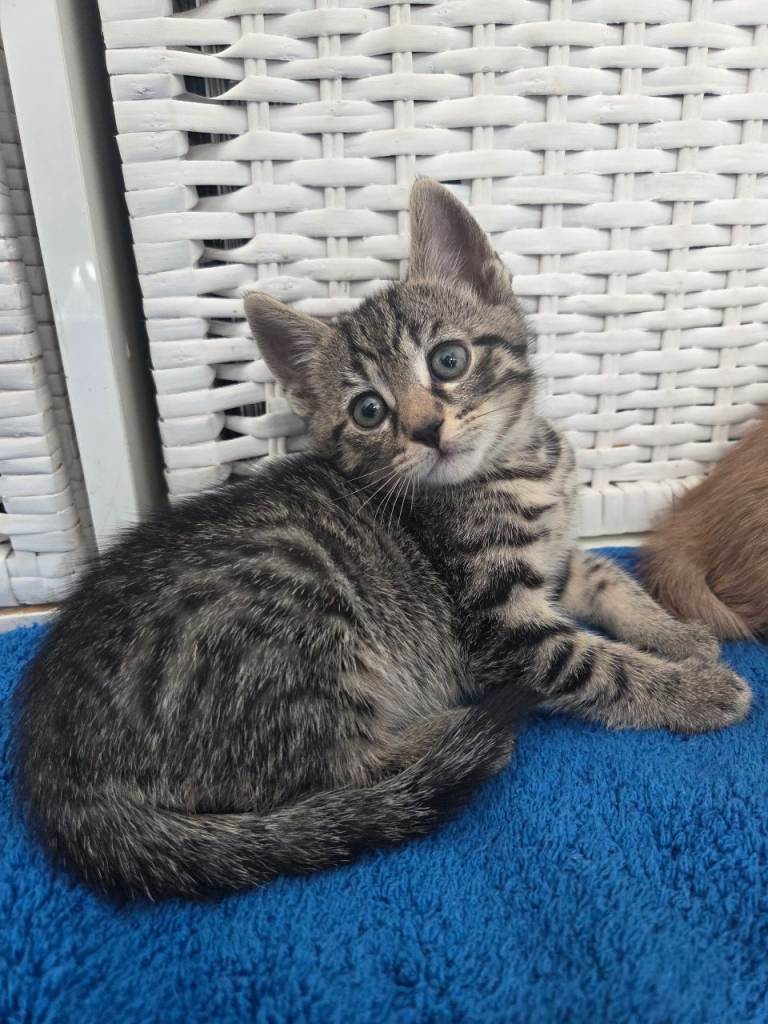 1 Beautiful Tabby Kitten left