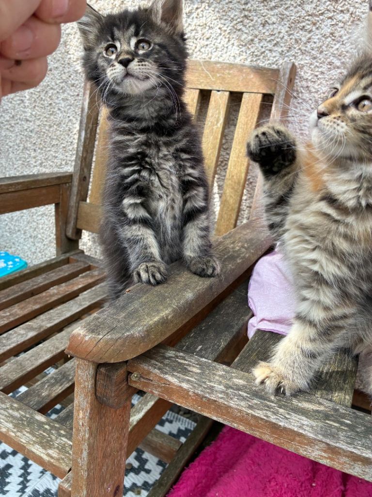 Maine coon kittens 