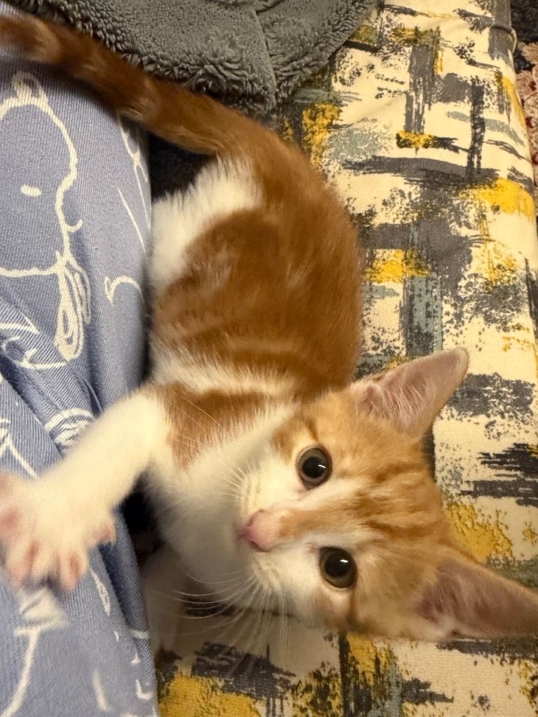 Adorable Ginger male kitten 