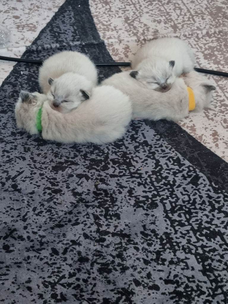 Beautiful pure breed Ragdoll kittens 