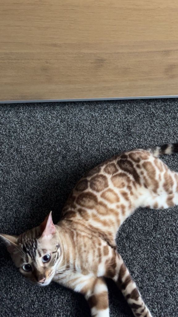 Snow bengal cat with beautiful blue eyes