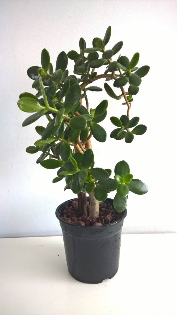 12-13 Years Old Money Tree/Jade Plant Succulent Bonsai.