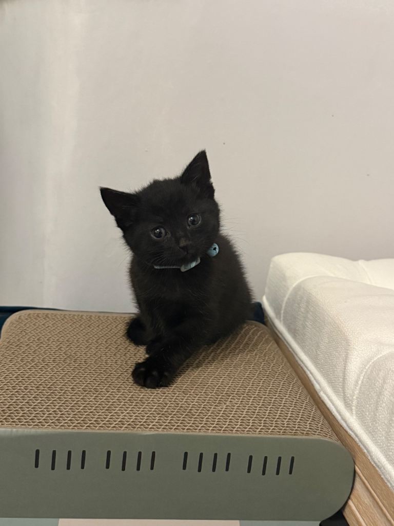 Loving kitten for sale 
