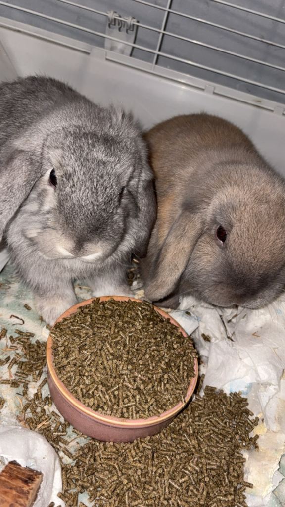 2 mini lop rabbits 