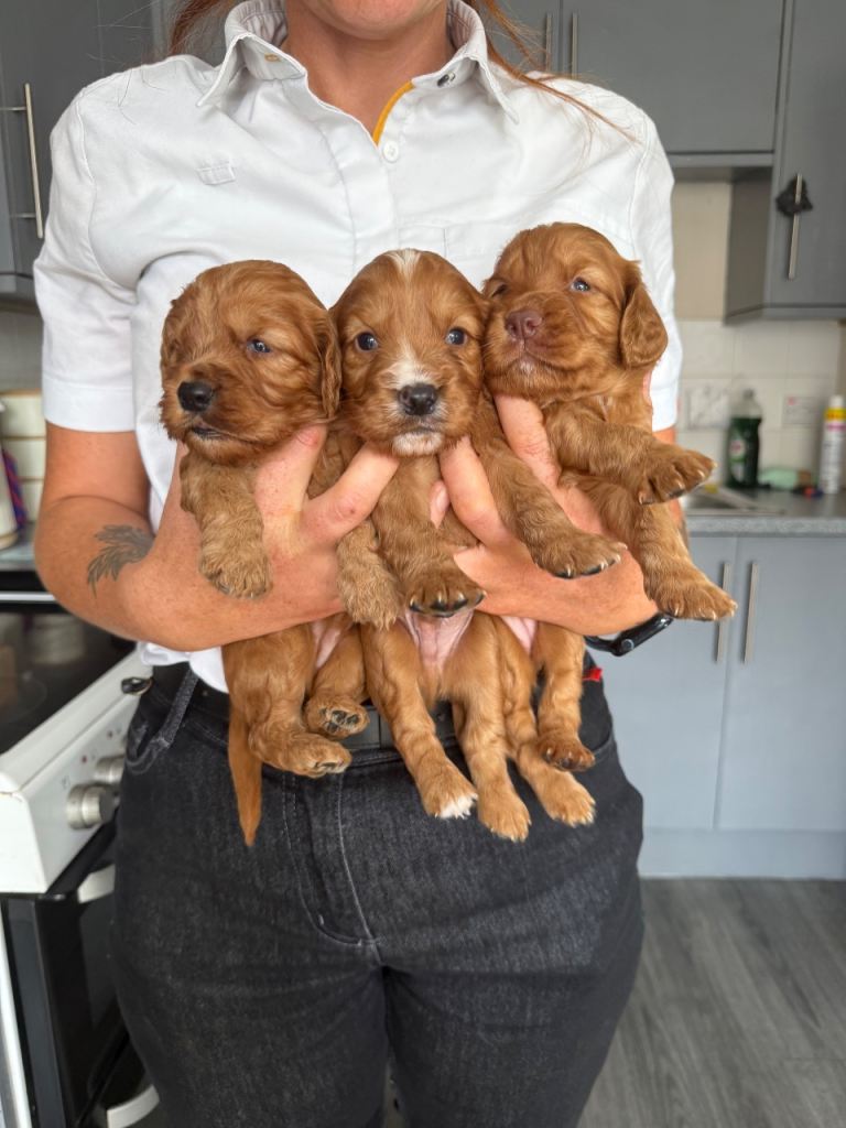 F1b cockapoo puppies