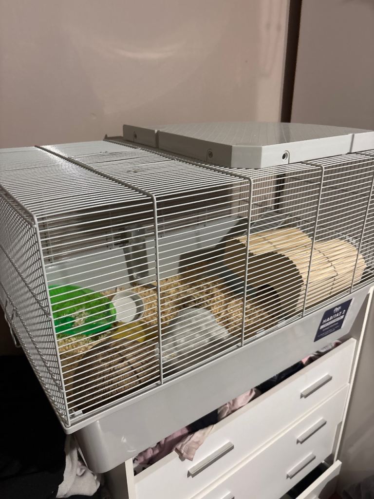 Two hamster cages for sale plus two hamsters for free