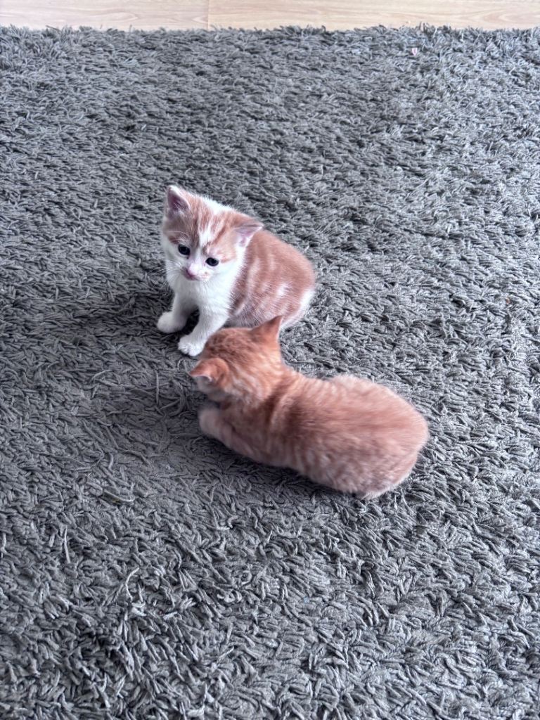 Kittens 