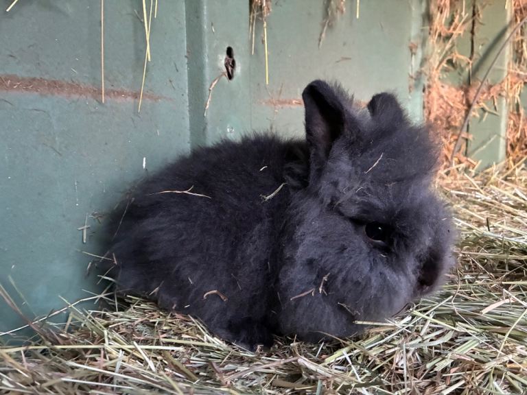 3 beautiful lionhead baby boys 