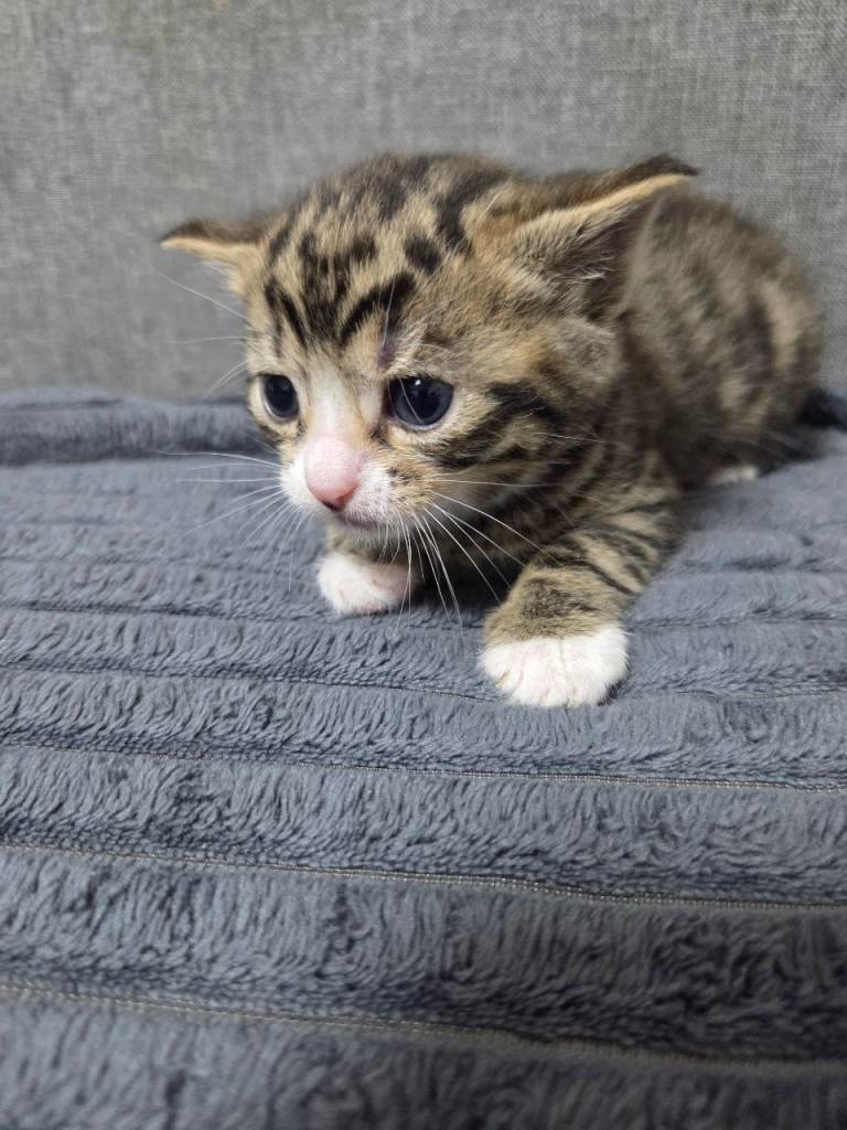 4 Adorable Kittens Ready for Their New Home 