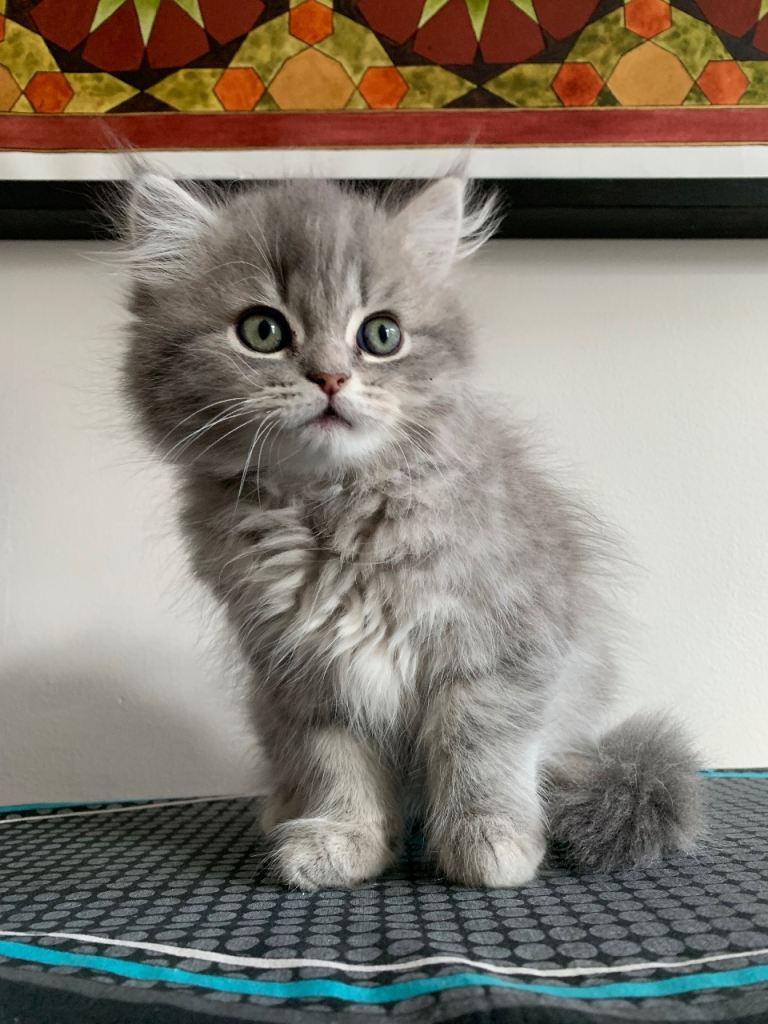 Persion /ragdoll kitten