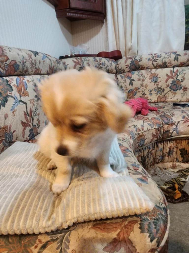 Furry puppies looking for new home 