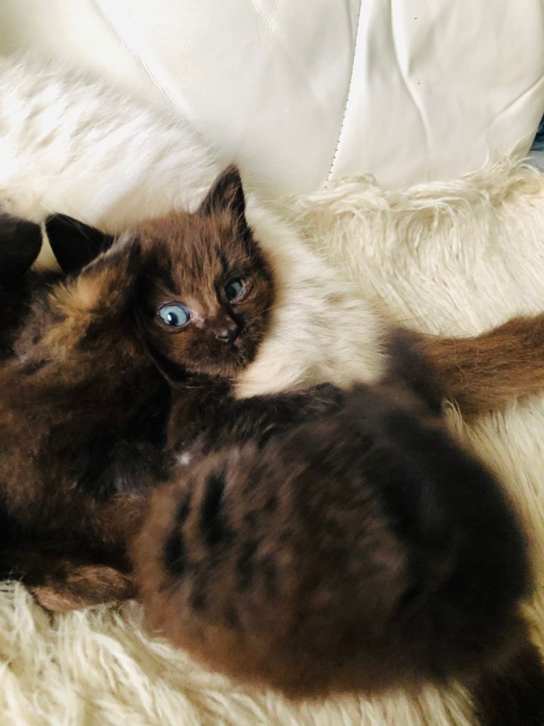 KITTENS FROM A RAGDOLL MOTHER 