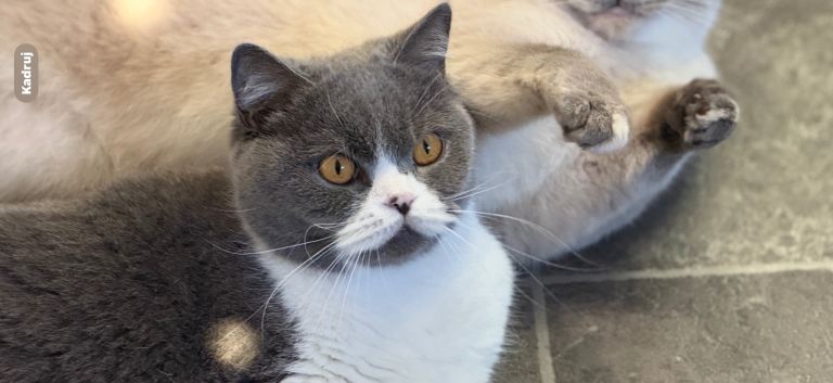 British Short Hair Blue White Bicolour 