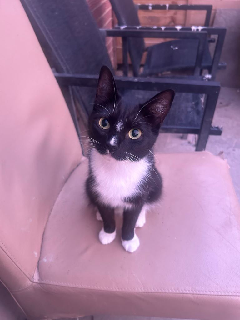 Beautiful black and white kitten 