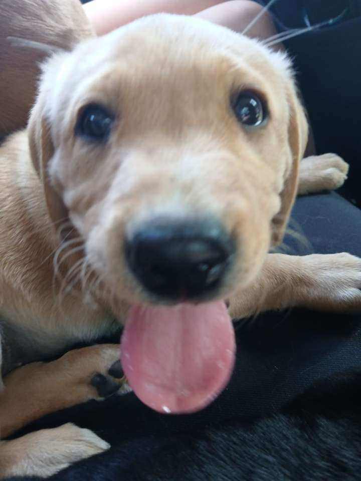 Golden female labardor 