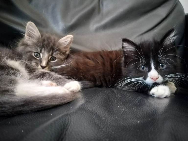 Kittens for sale 
