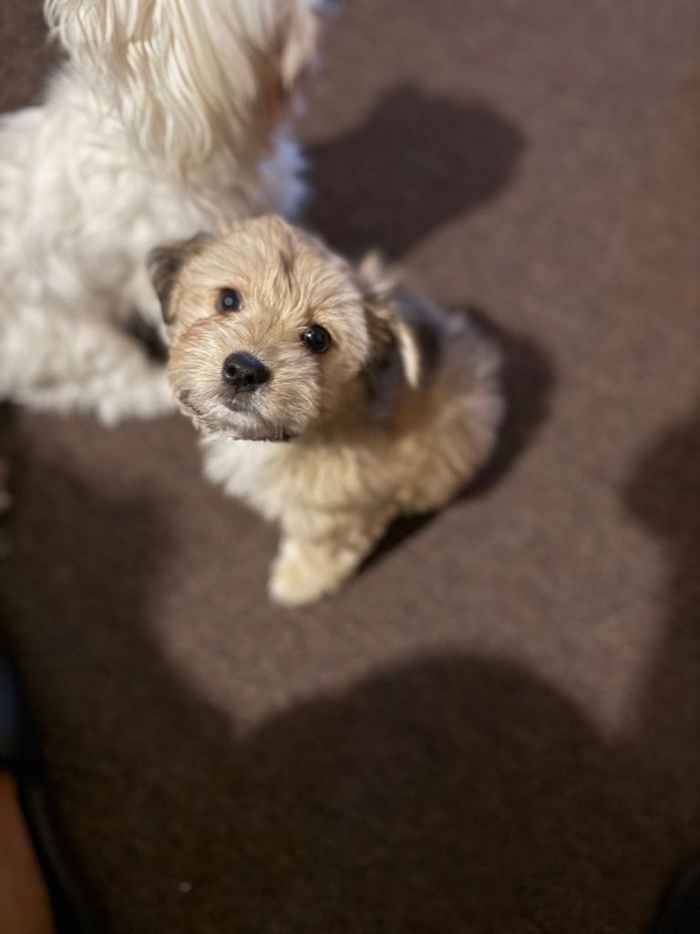 Maltese x JackChi puppies - ready to go!