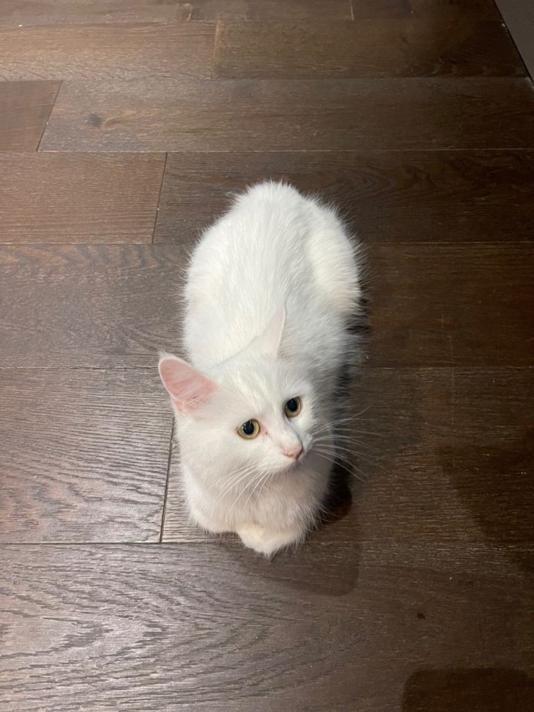 White cat 