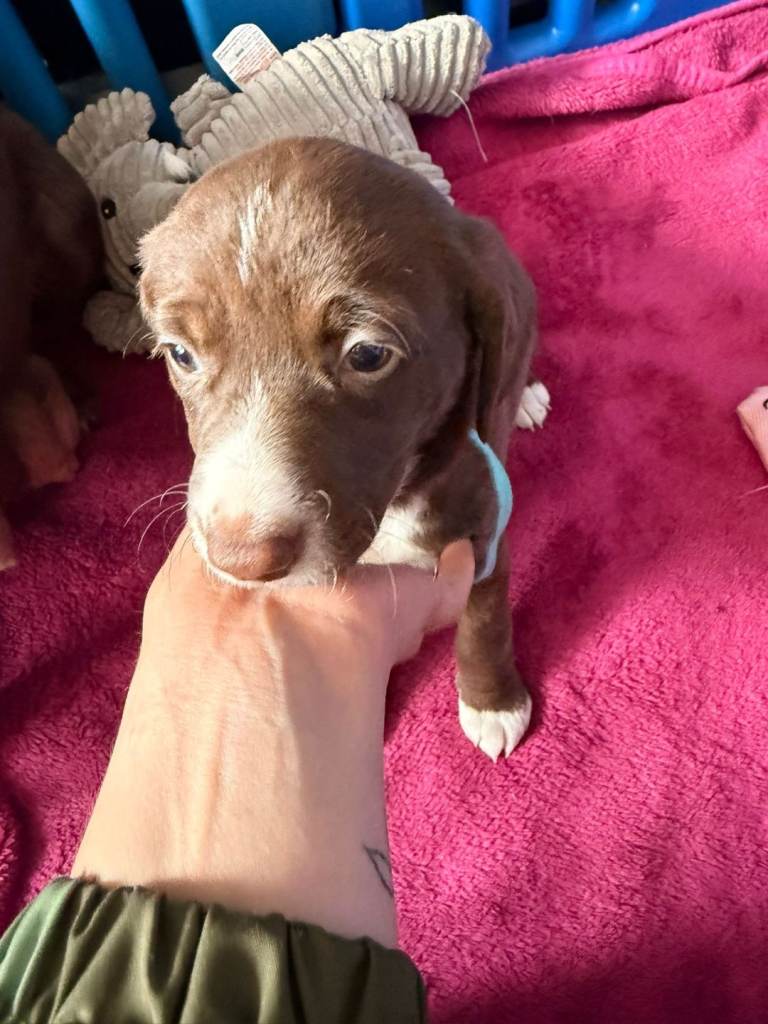 Beautiful lurcher cross patterdale terrier puppies