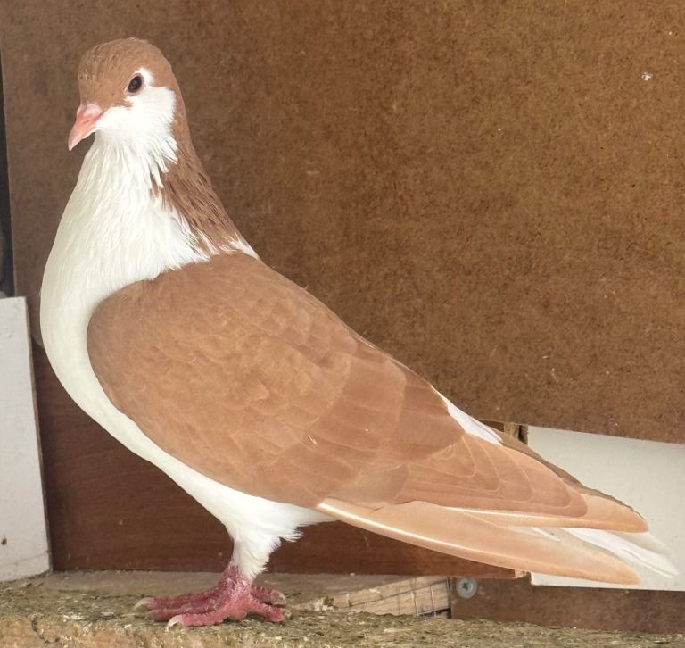 Afghan pigeons 