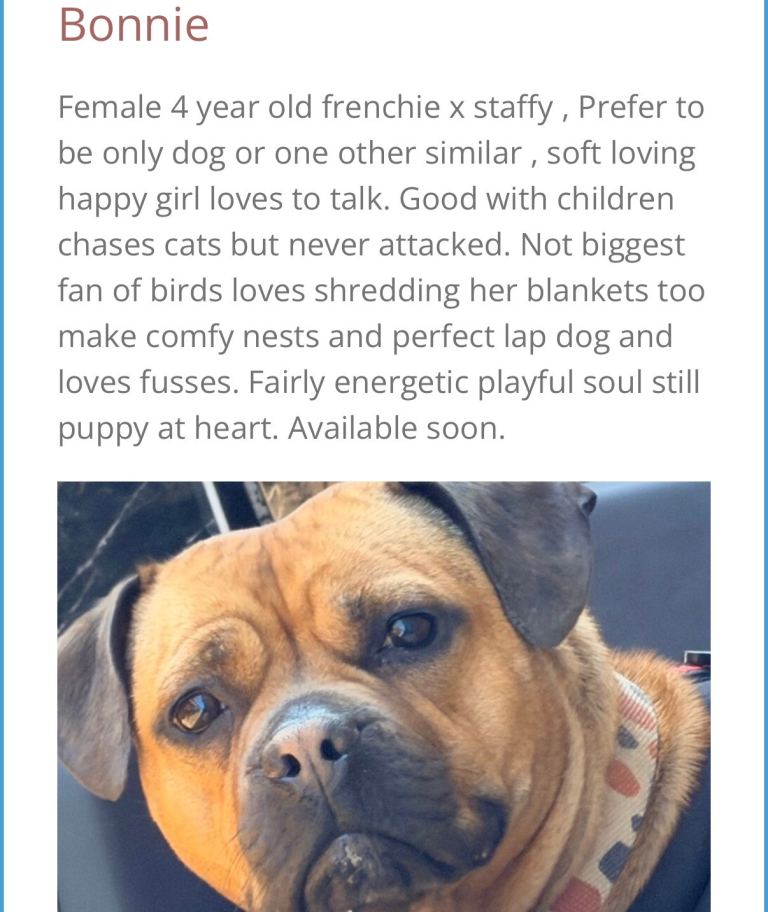 Female frenchie staffy cross AVAILABLE Animals & Reptiles for rehome from Hay & Grin Rescue 