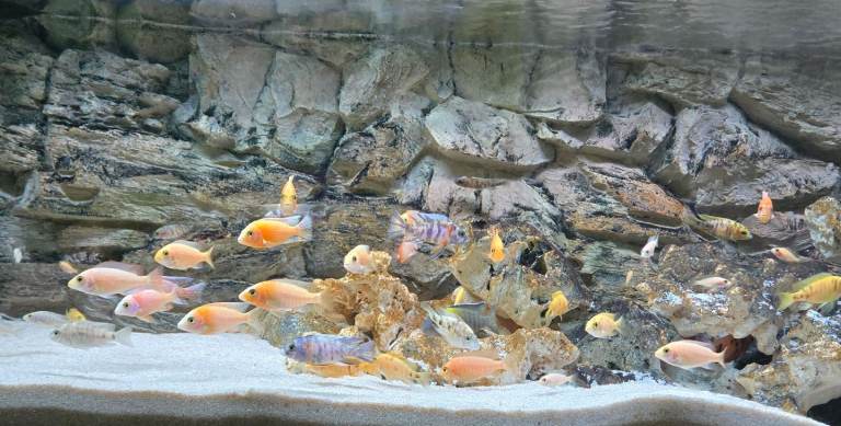 Malawi peacock cichlids 
