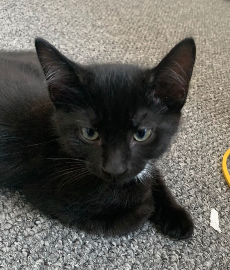 🐾 2 Beautiful Black Short-Haired Kittens 🐾