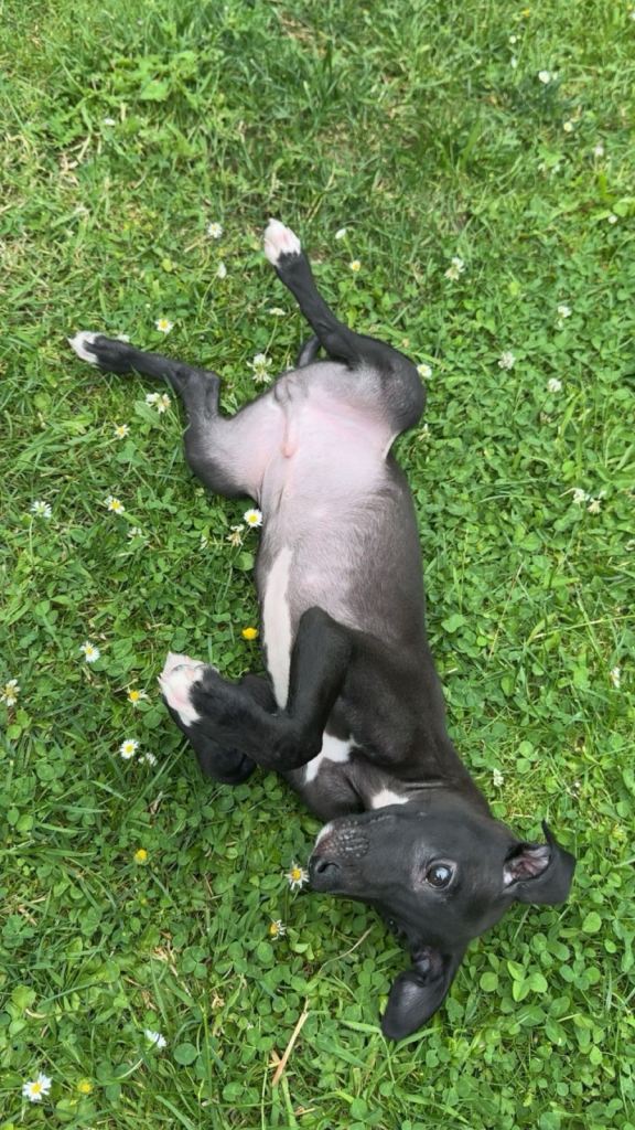 10 week old puppy whippet male