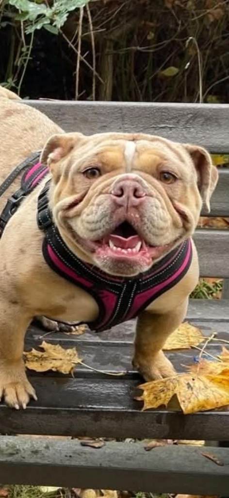 English bulldog kc registered