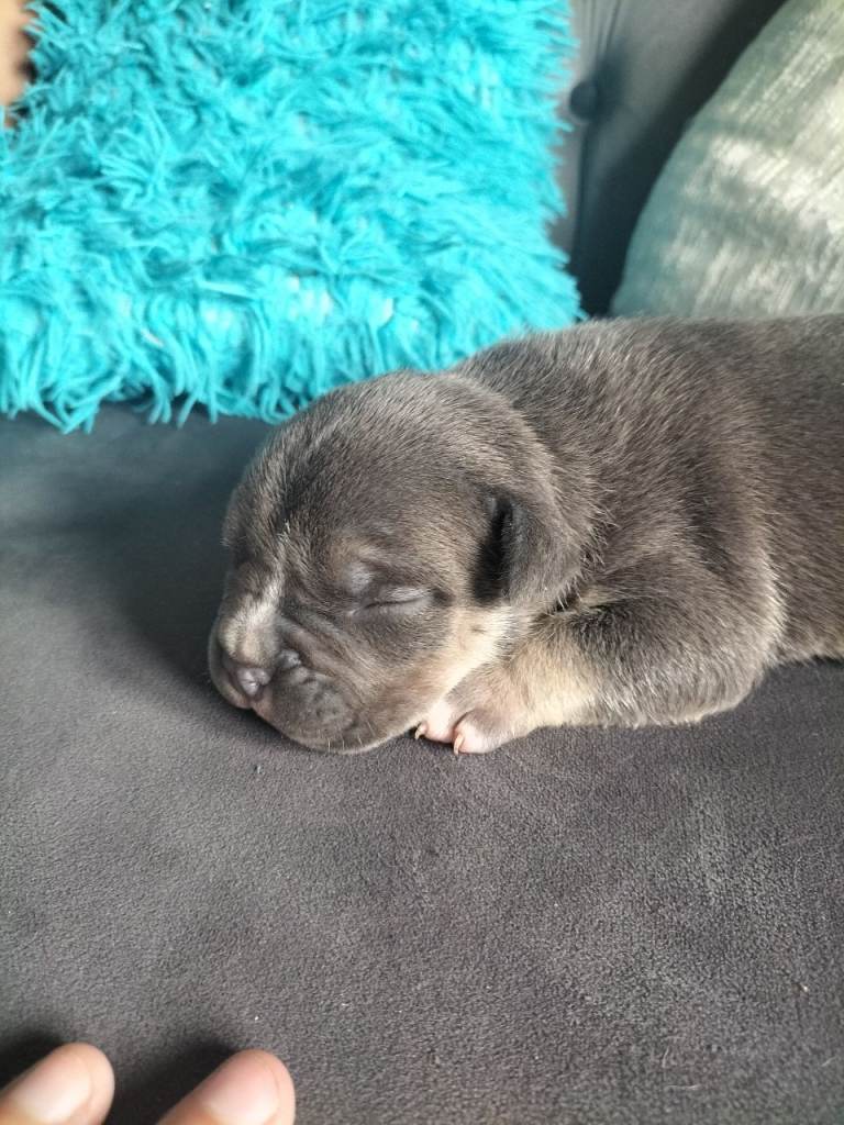 Pocket bully pups 
