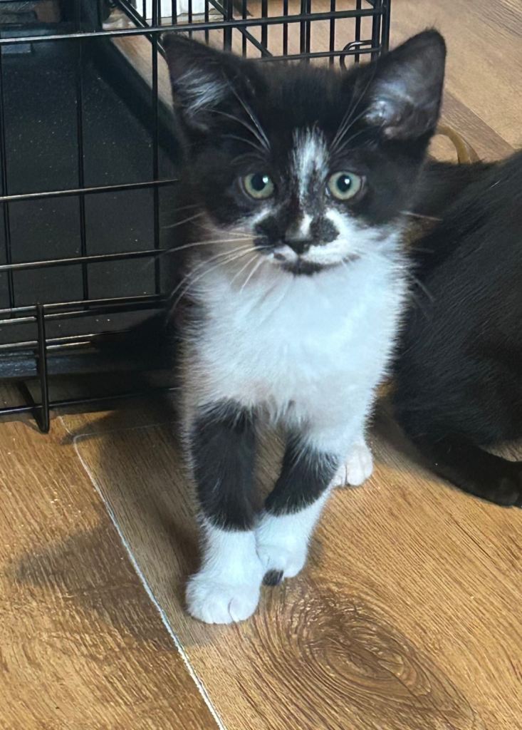 Kittens for sale 