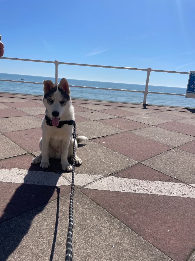 Siberian husky