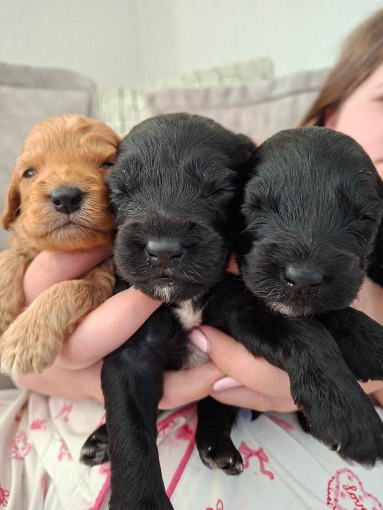 Fl cockapoo puppies