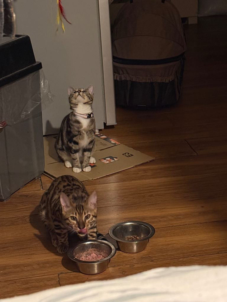 7-Month Female Bengal Mix – Playful, Friendly, Vaccinated & Litter Trained (£150)