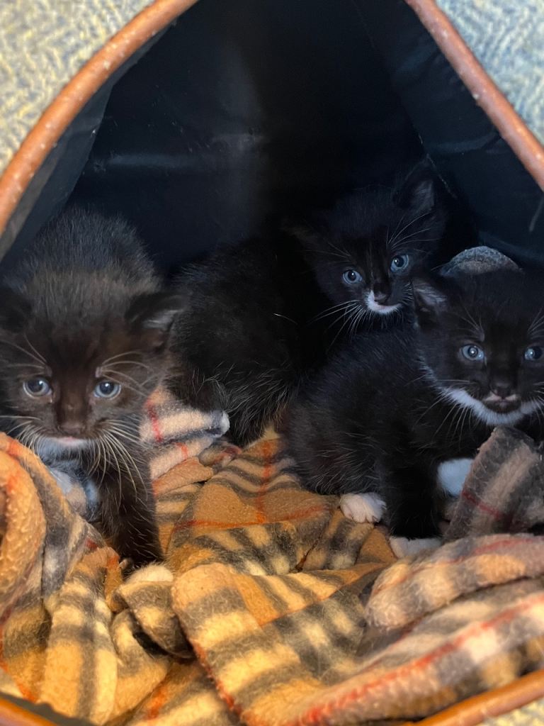 3 kittens 