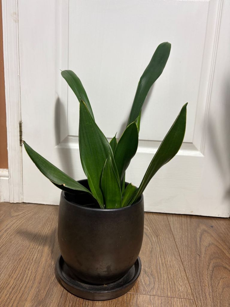  Snake Plant - Sanevieria 