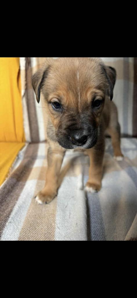 American bulldog cross mastiff