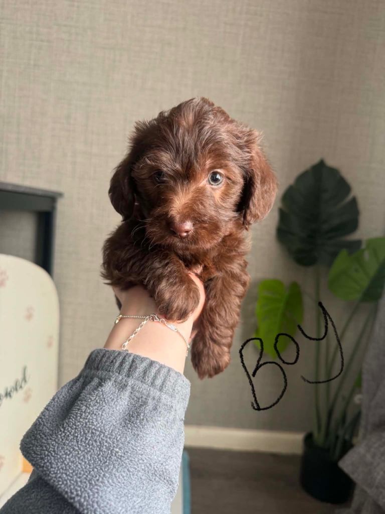 Doxiepoo puppies- x1 male and x1 female chocolate left looking for homes 